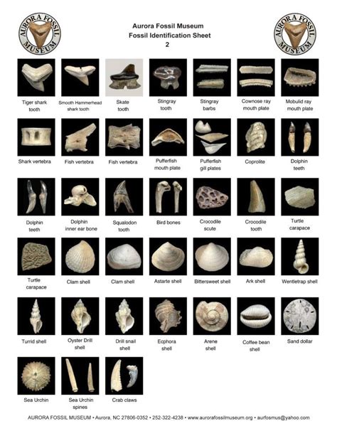 Printable Fossil Identification Guides Artofit
