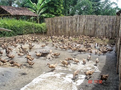 Beberapa itik serati berusia 2 bulan. Itik Banyuwangi : Taman dan Kolam wisata bebek Banyuwangi