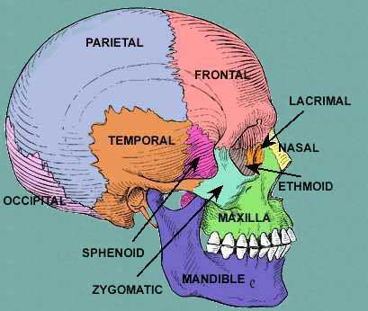 Skull, Scalp and Superficial Face