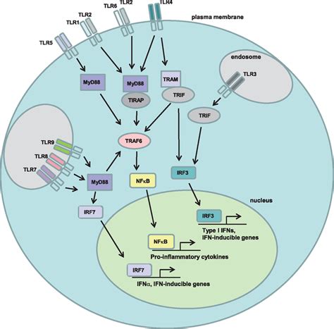 Toll Like Receptor Signaling Pathways Toll Like Receptors Tlrs Are A Download Scientific