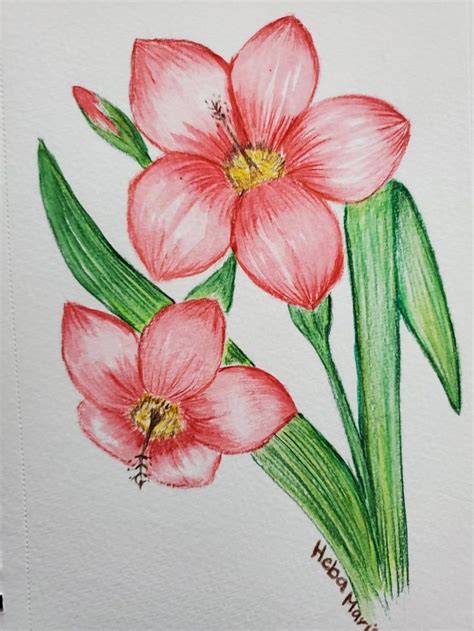 Colored Pencil Flower Drawing Flower Drawing Flower Sketches