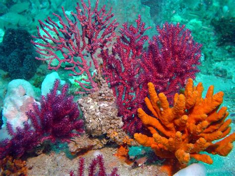 Colorful Coral Beautiful Sea Creatures Coral Art Ocean Plants