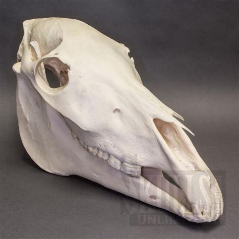 Horse Skull Anatomy Horse Skull Animal Skeletons Skull Anatomy