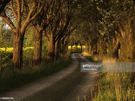 Treelined Dirt Road Sunset High Res Stock Photo Getty Images