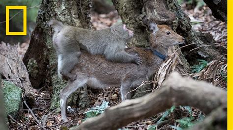 Omg Encountering Monkeys Engaging In That With Deer In Japan