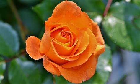 Check spelling or type a new query. √ 35+ Gambar Bunga Mawar Cantik Serta Artinya - Anidraw