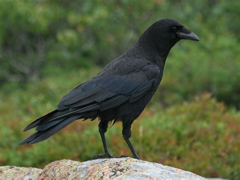 Corvus Brachyrhynchos American Crow Ravens And Crows Care2 Groups
