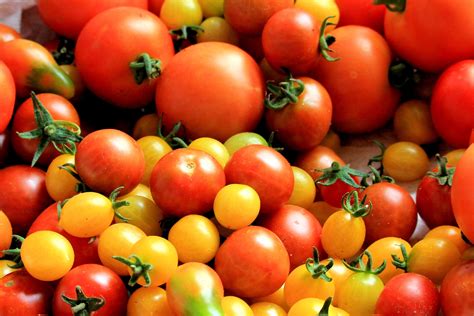 무료 이미지 과일 식품 빨간 생기게 하다 야채 신선한 꽃 피는 식물 육상 식물 감자와 토마토 속