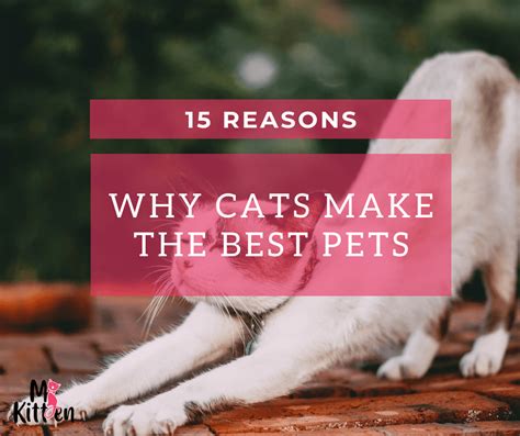 15 Reasons Why Cats Make The Best Pets Mykitten