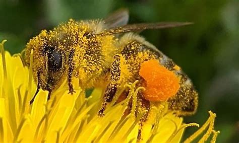 Beneficial Pollinators Honey Bees And Bicolored Striped Sweat Bee