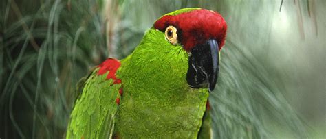 Thick Billed Parrots San Diego Zoo Wildlife Alliance Stories