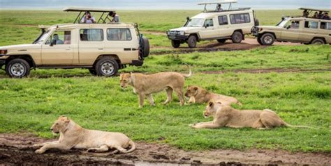 Seeing The Big Five Animals In Tanzania Africa Adventure Vacations