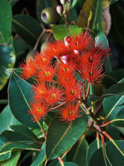 Corymbia Ficifolia Red Flowering Gum Is One Of The Most Commonly