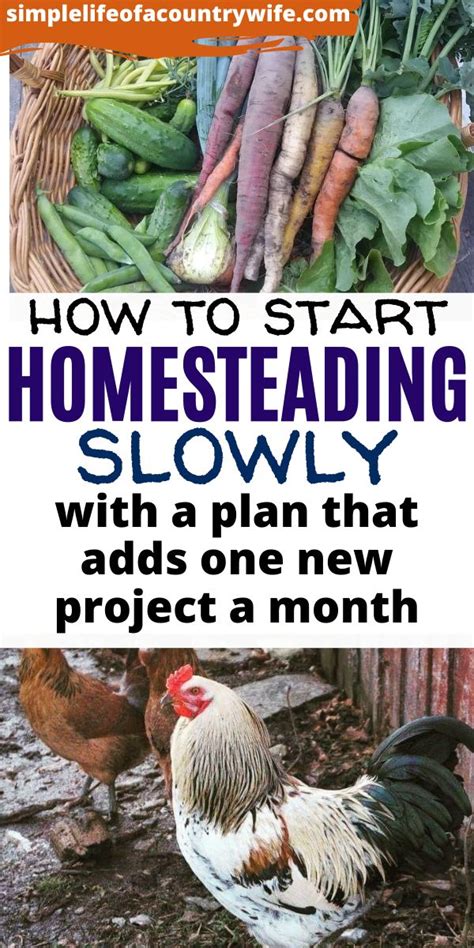 How To Start Homesteading Slowly Backyard Farming Homesteading
