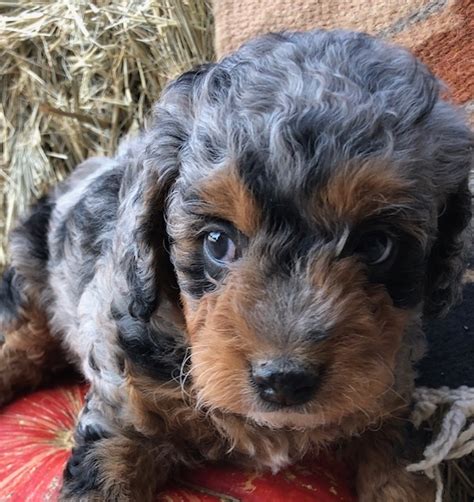 These loving, intelligent standard bernedoodle puppies are a cross between a bernese mountain dog and a standard poodle. F1b Micro Mini Bernedoodle