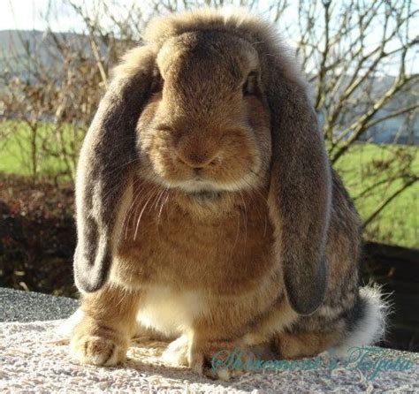 Holland lop is a breed of domestic rabbit that was recognized by the american rabbit breeders association (arba) in 1979 and by the netherlands' governing rabbit council in 1984. Cute French Lop Bunny - Tor View French Lops, Lancashire ...