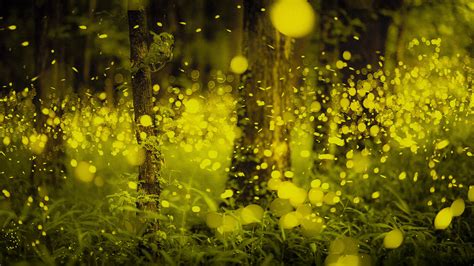 Fireflies In A Forest In Okayama Prefecture Japan Firefly Insect