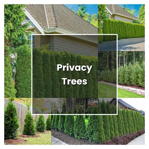 How To Grow Privacy Trees Plant Care And Tips Norwichgardener