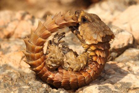 We did not find results for: Ouroborus cataphractus - Top10HQ