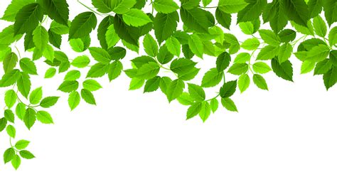 Leaves clipart spring leaves, Leaves spring leaves Transparent FREE for download on ...