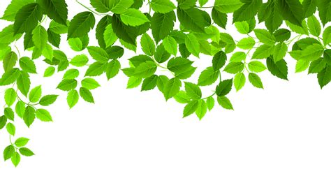 Here you can download free leaf png pictures with transparent background. Clip art Portable Network Graphics Image Leaf Spring ...
