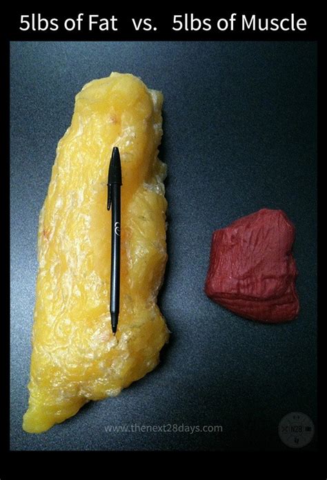 5 Pounds Of Fat Vs 5 Pounds Of Muscle 5lbs Of Fat Vs 5lbs Flickr