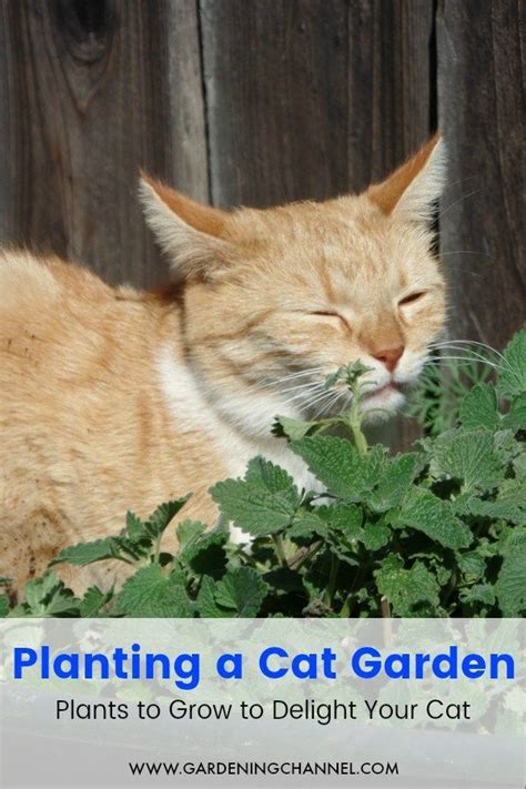 Check spelling or type a new query. Cat Friendly Plants: These Plants Will Delight Them ...