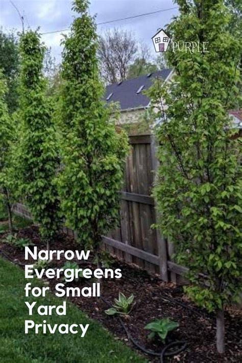 They're hardy down to the coldest mountain zones, are native and grow rapidly. Narrow Evergreen Trees For Year-Round Privacy In Small ...