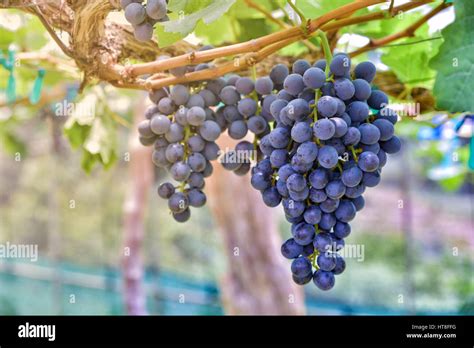 Branches Of Grapes Growing In Gardenbig Red Grape Growingnatural