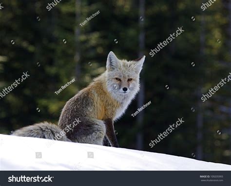 Red Fox Rare Cascade Mountain Subspecies In Snow And