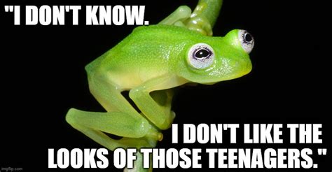 Funny Frog Meme Images Get That Feeling