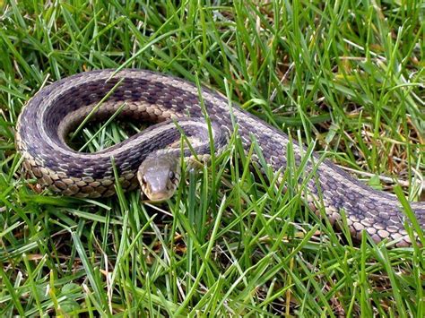 Photo Common Garden Snake