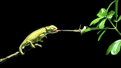 10 Colorful Facts About Chameleons