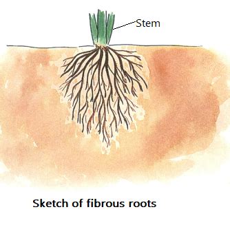 What Are Fibrous Roots Draw A Sketch Of Fibrous Roots