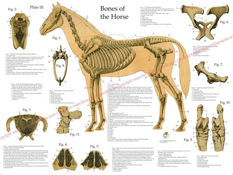 Horse Skeletal Anatomy Poster 18 X 24 Body Of Elements