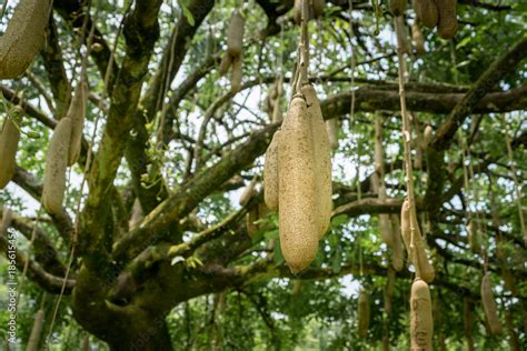 Sausage Tree Kigelia Africana Fruits Hanging In Tree Stock Photo