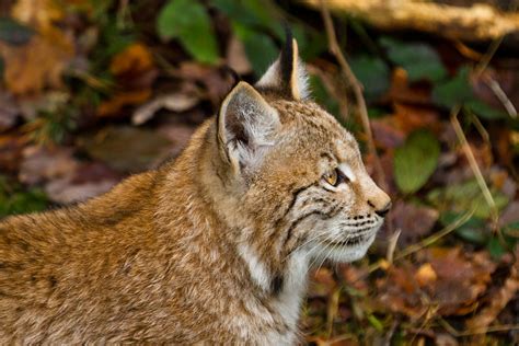 Young Lynx Another One Of The Lynx Kitten At Wildpark Pfor Flickr