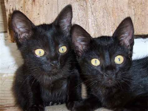 Beautiful Black Cats Photos