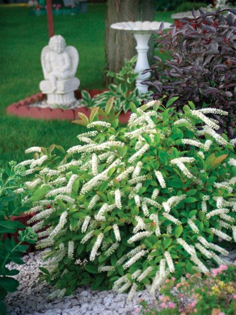 I already have a hydrangea serrata 'bluebird', an hydrangea paniculata grandiflora and an itea virginica 'henry's garnet'. Great Plants for Shade Gardens | HGTV