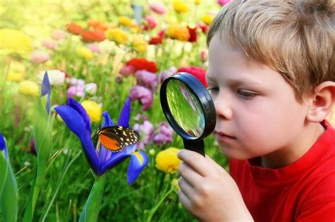 Observing Insects Northwest Montessori Preschool