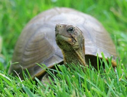 Only to 5 to 8 inches. Pictures of Box Turtles | LoveToKnow
