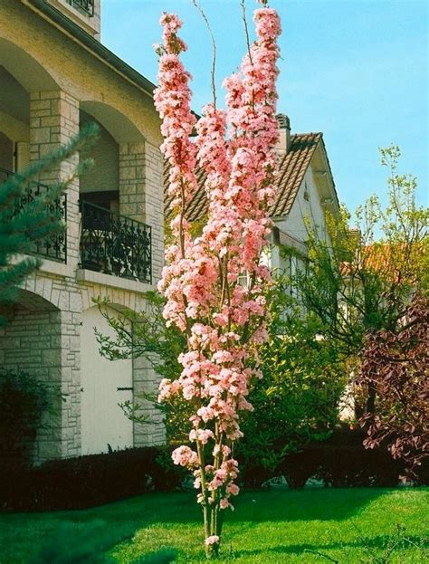 Japanese Flagpole Flowering Cherry Tree Prunus Amanagawa 200 250cms
