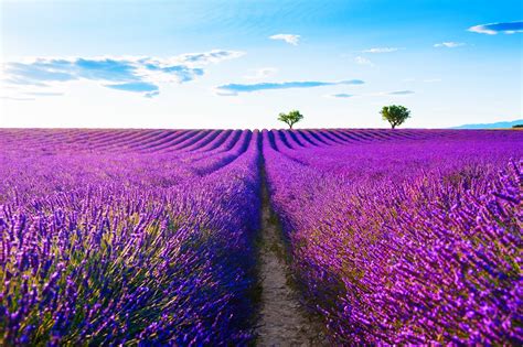 bigstock-lavender-fields-near-valensole-337636435.jpg | BydlímeKvalitně.cz