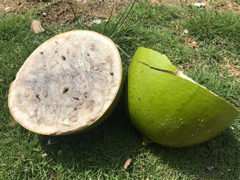 Crescentia alata, variously called mexican calabash, jícaro, morro, morrito, or winged calabash, is a plant species in the family bignoniaceae and in the cagenus crescentia, native to southern mexico and central america south to costa rica. 新/马草药自然医学: 鐵西瓜（樹西瓜）Uses of Miracle Fruit (Calabash)MANFAAT ...