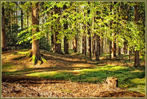 Thuringian Forest Germany Fotokunst Wald Foto Bilder