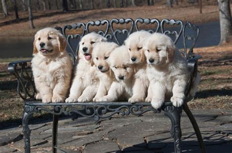 These pups are gorgeous and will be big chunky dogs. Golden Retriever Puppies Austin | Top Dog Information