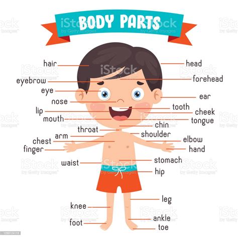 Funny Child Showing Human Body Parts Stock Illustration Download