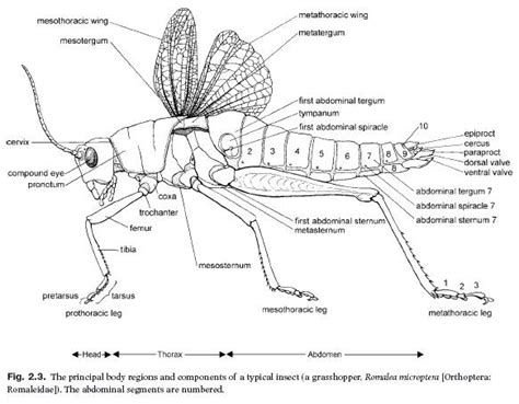 Insects Science Insect Body Regions