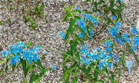 Blue tweedia has lovely bloomed foliage with subtle small white striations on soft foliage. Туидия | Tweedia caerulea in 2020 | Caerulea, Plants