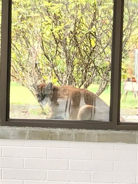 Port Hardy Hospital Staffer Spots Cougar Out A Window It Wasnt Scared